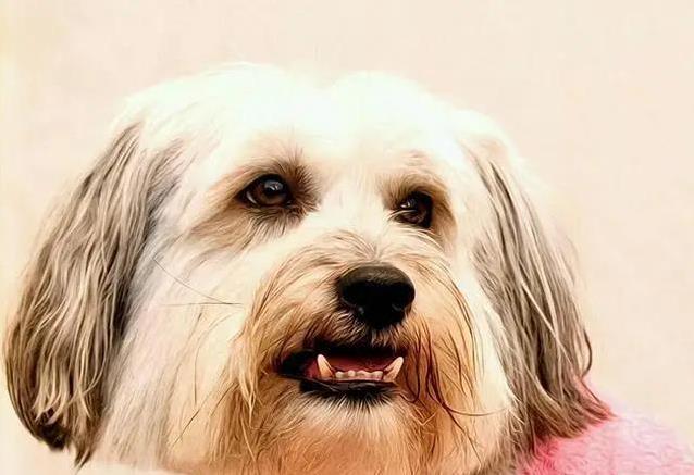 狗狗老了腿脚慢，4个信号你得看，咋帮它舒坦过晚年？