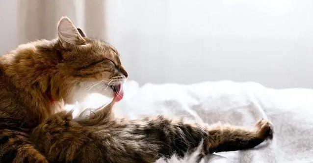 猫咪舔毛舔到皮破，背后原因你猜不到！