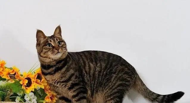 中华雀猫有多迷人？稀有花纹藏秘密，你家猫比得上吗？