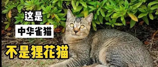 中华雀猫有多迷人?稀有花纹藏秘密,你家猫比得上吗?