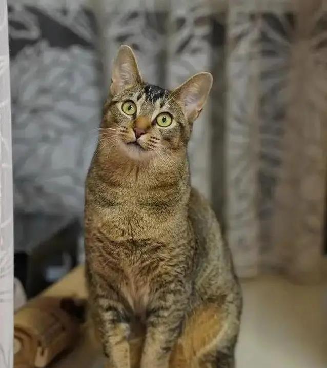 中华雀猫有多迷人?稀有花纹藏秘密,你家猫比得上吗?