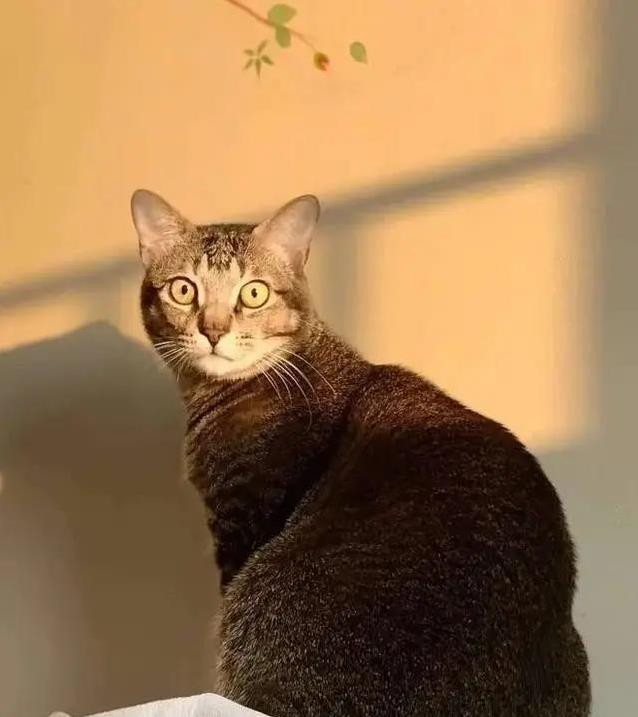 中华雀猫有多迷人?稀有花纹藏秘密,你家猫比得上吗?