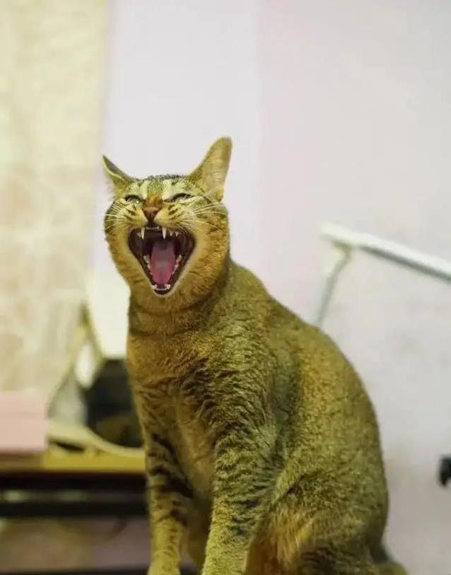 中华雀猫有多迷人?稀有花纹藏秘密,你家猫比得上吗?