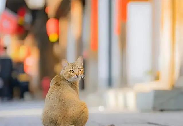 中华雀猫有多迷人?稀有花纹藏秘密,你家猫比得上吗?