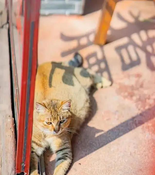 中华雀猫有多迷人?稀有花纹藏秘密,你家猫比得上吗?