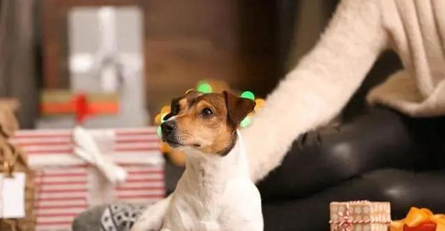 狗狗为啥爱“耍威风”？仗着主人胆子大，背后原因太有趣