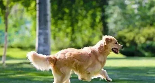 狗狗尾巴轻轻摇，藏着啥情绪秘密，你猜得到吗？