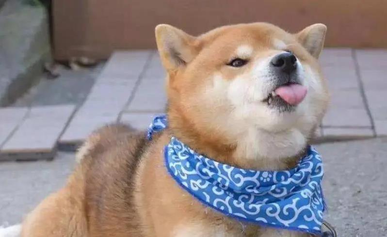 柴犬护主感动全网,小身板挡危险,忠诚到让人泪目