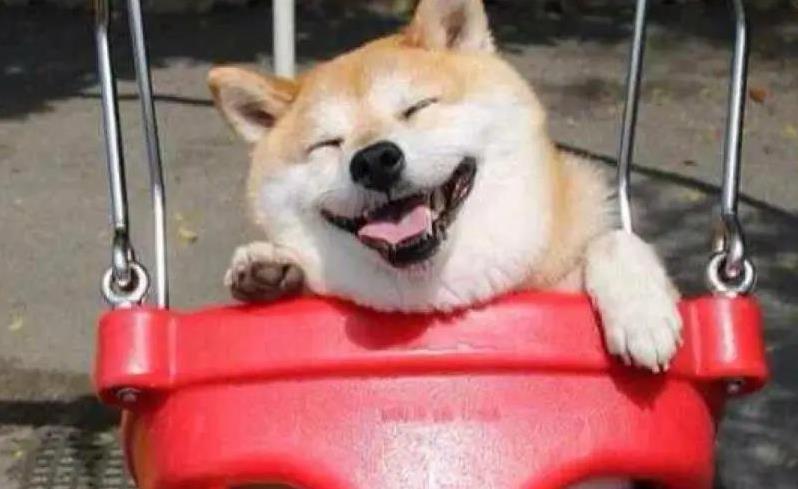 柴犬护主感动全网,小身板挡危险,忠诚到让人泪目