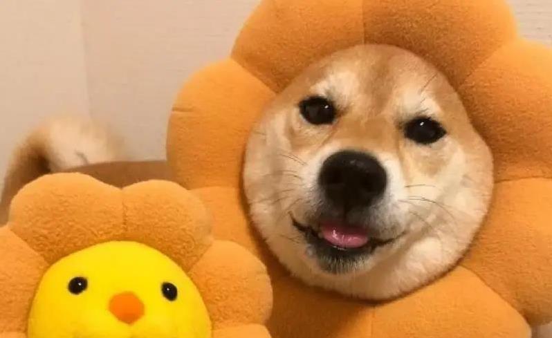 柴犬护主感动全网,小身板挡危险,忠诚到让人泪目