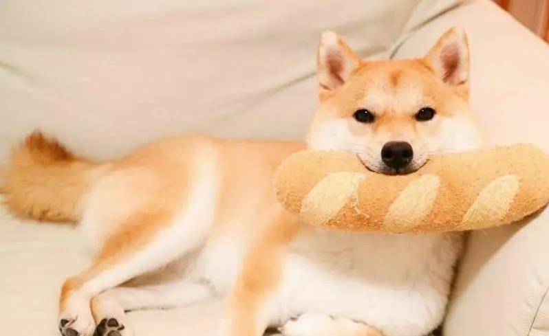 柴犬护主感动全网,小身板挡危险,忠诚到让人泪目