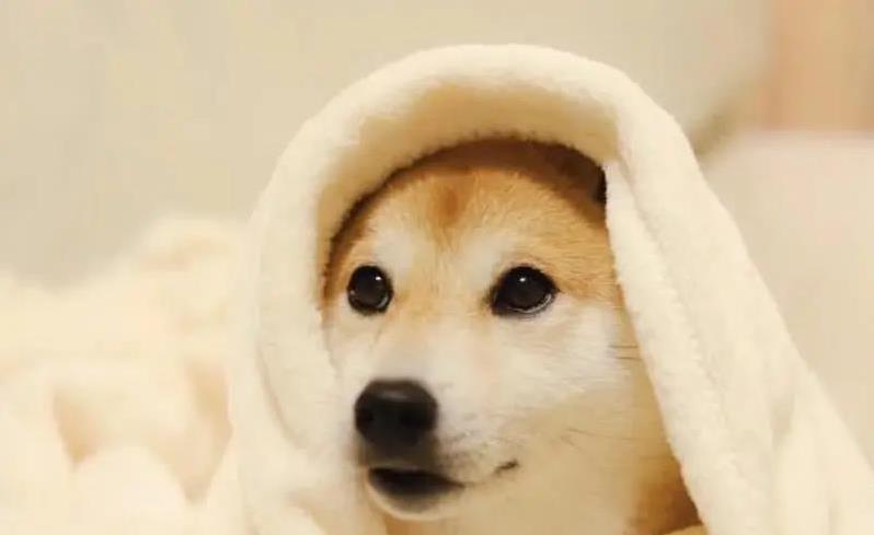 柴犬护主感动全网,小身板挡危险,忠诚到让人泪目