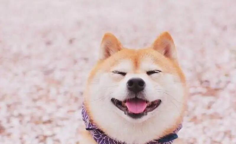 柴犬护主感动全网,小身板挡危险,忠诚到让人泪目