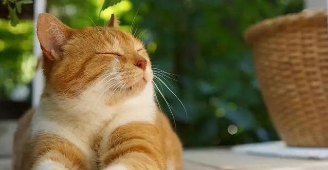 猫咪天生爱独立,你却总抱它不撒手,结果它开始回避你该怎么办