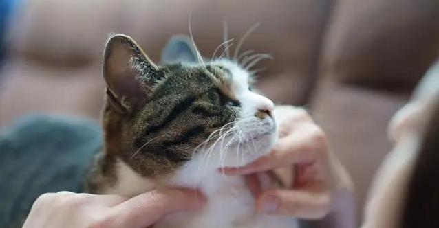 猫咪天生爱独立,你却总抱它不撒手,结果它开始回避你该怎么办