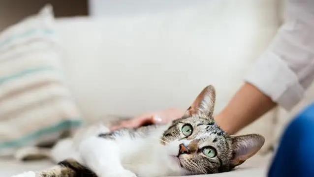 猫咪天生爱独立,你却总抱它不撒手,结果它开始回避你该怎么办