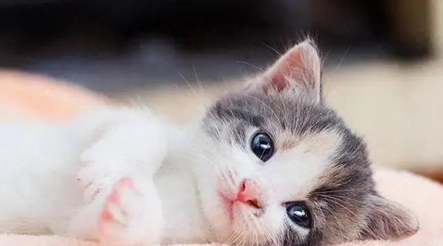 养猫新手带走小奶猫，忽略保温喂食细节，后果竟如此严重怎么办