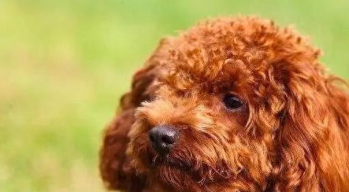 养泰迪两年，它却毛发粗糙脾气暴躁，我忽略了这些长寿禁忌