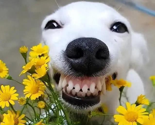 开门瞬间，狗狗选择飞奔而出，我以为它调皮没想到竟藏着守护秘密