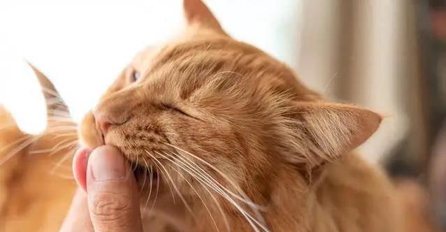 猫咪舔舐蹭身露出肚子，原来是表达感谢，你却一直没读懂