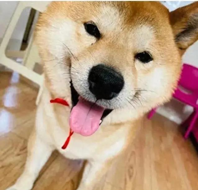 狗狗生病吐不停，我彻夜陪伴去医院，它竟拖毯子紧贴我睡