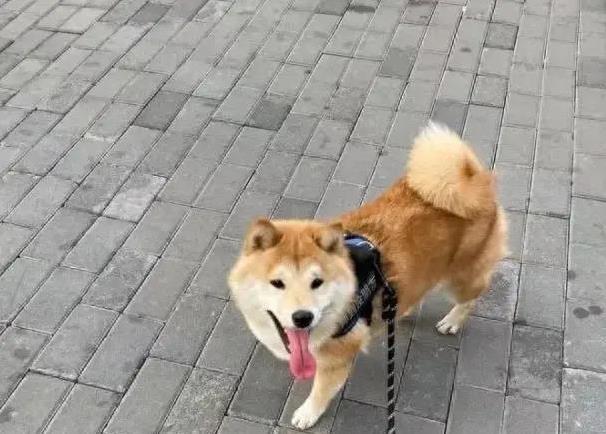 狗狗生病吐不停,我彻夜陪伴去医院,它竟拖毯子紧贴我睡