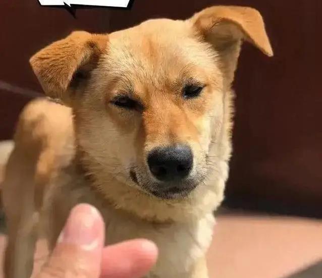 狗狗生病吐不停,我彻夜陪伴去医院,它竟拖毯子紧贴我睡