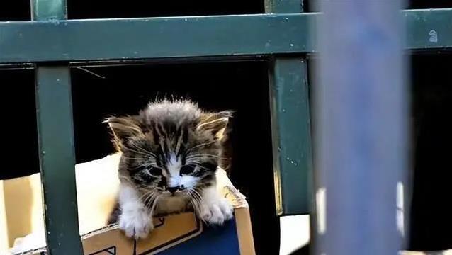 门没关紧，猫咪意外溜出寻找自由，它还能找回家的路吗？