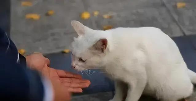 门没关紧,猫咪意外溜出寻找自由,它还能找回家的路吗?