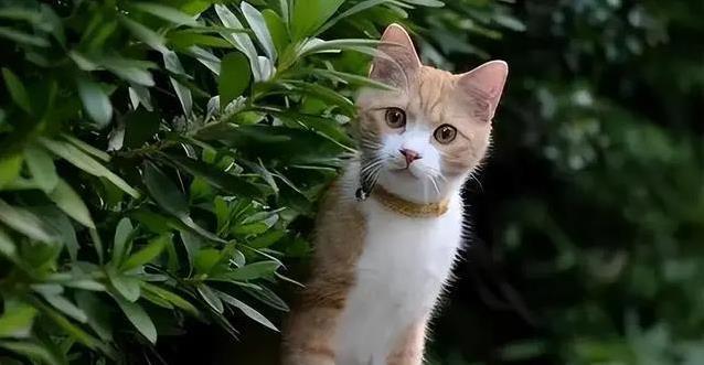 门没关紧,猫咪意外溜出寻找自由,它还能找回家的路吗?