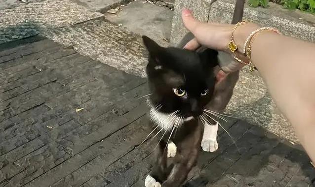 门没关紧,猫咪意外溜出寻找自由,它还能找回家的路吗?