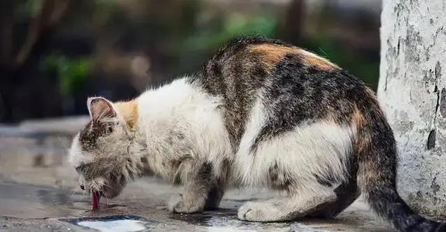 门没关紧,猫咪意外溜出寻找自由,它还能找回家的路吗?