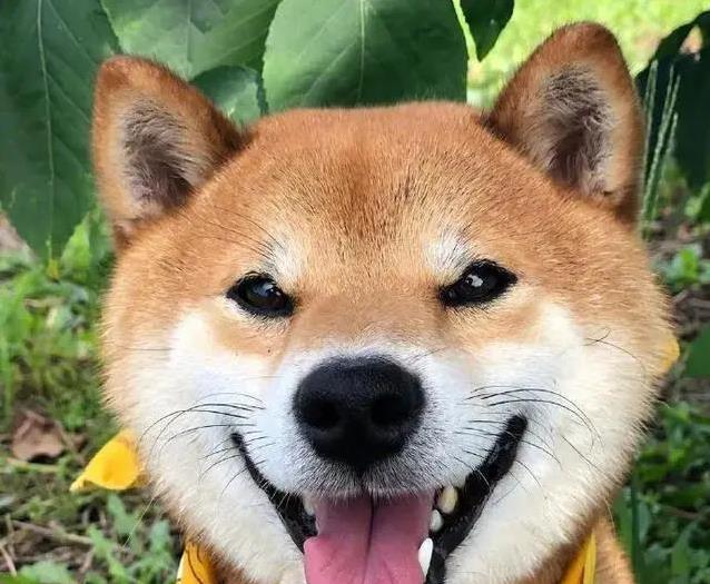 媒体报道鲜血淋漓,我自家比熊犬乖巧,坚持十大原则成最好铲屎官