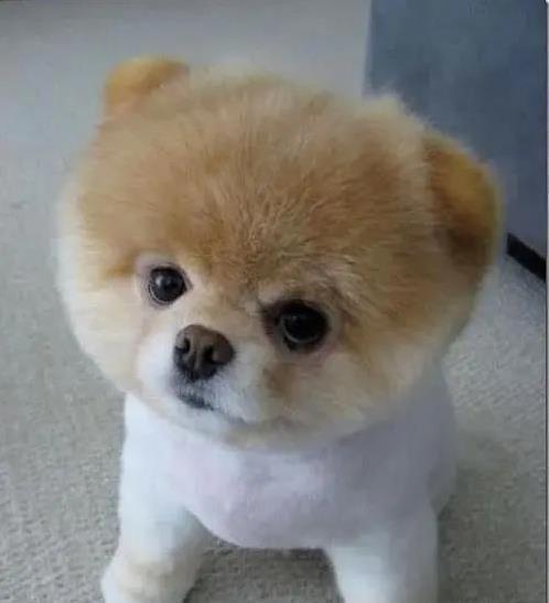 媒体报道鲜血淋漓,我自家比熊犬乖巧,坚持十大原则成最好铲屎官