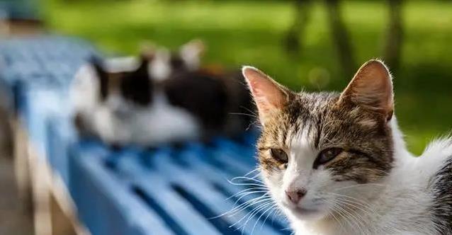 多猫家庭领地被侵犯，猫咪焦虑行为频现，饲主尊重空间最有效吗？