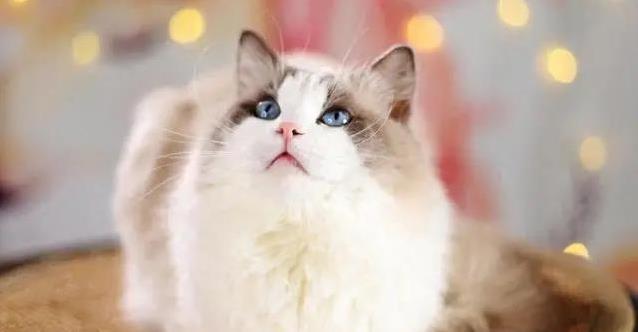 猫咪眼神凝视我时，我本以为只是随意，却没想到这是最强撒娇武器