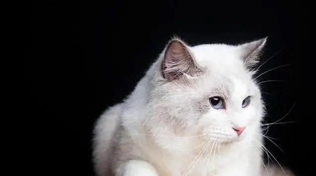 猫咪午夜呼唤不止,30%源于饥饿渴求,我耐心观察后揭开惊人真相