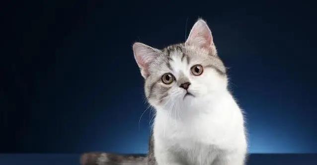 猫咪午夜呼唤不止,30%源于饥饿渴求,我耐心观察后揭开惊人真相