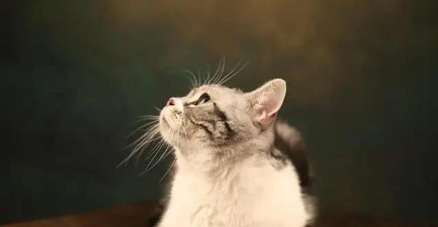 猫咪午夜呼唤不止,30%源于饥饿渴求,我耐心观察后揭开惊人真相