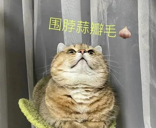 发现猫咪腿部蒜瓣毛，以为护理到位是标志，反而环境湿度影响最大