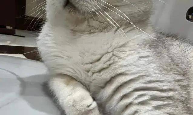 发现猫咪腿部蒜瓣毛,以为护理到位是标志,反而环境湿度影响最大