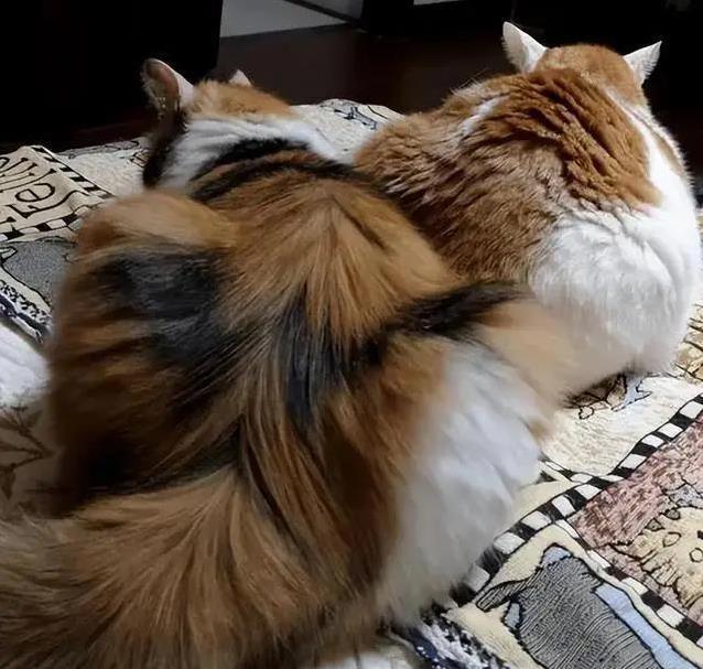 发现猫咪腿部蒜瓣毛,以为护理到位是标志,反而环境湿度影响最大