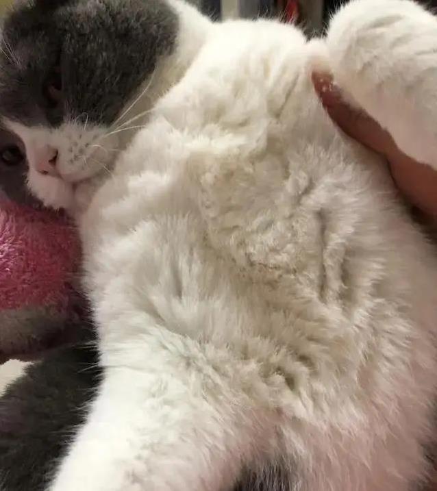 发现猫咪腿部蒜瓣毛,以为护理到位是标志,反而环境湿度影响最大