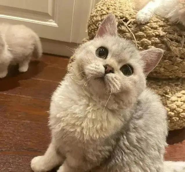 发现猫咪腿部蒜瓣毛,以为护理到位是标志,反而环境湿度影响最大