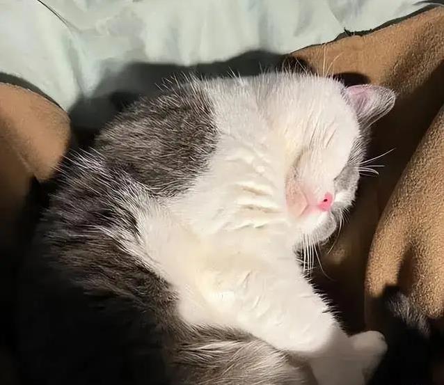 发现猫咪腿部蒜瓣毛,以为护理到位是标志,反而环境湿度影响最大