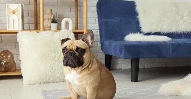 带狗狗去动物医院，它突然颤抖逃跑，我却没想到这3种反应藏深意