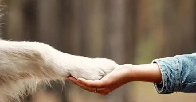 狗狗不愿伸爪帮忙，我耐心试探触碰方式，它却突然积极响应了