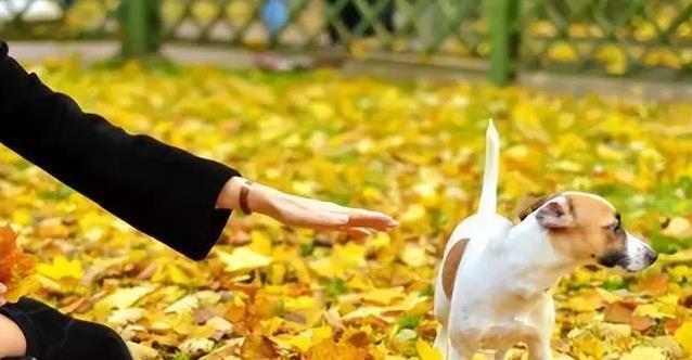 狗狗不愿伸爪帮忙,我耐心试探触碰方式,它却突然积极响应了