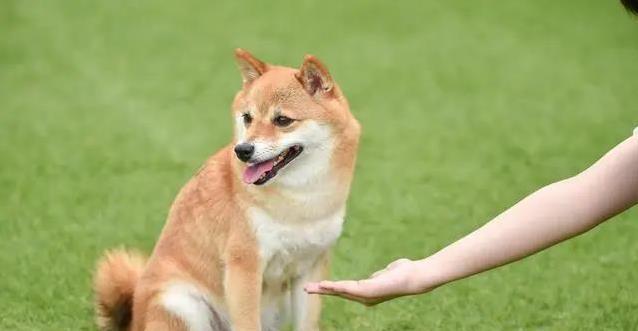 狗狗不愿伸爪帮忙,我耐心试探触碰方式,它却突然积极响应了