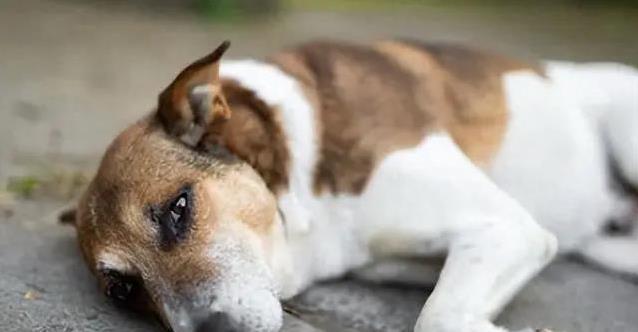 回家呼唤狗狗，它却冷淡无视，我检查后没想到竟是饥饿最危险信号